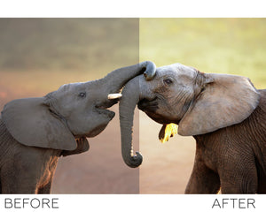 Animals Photoshop Actions